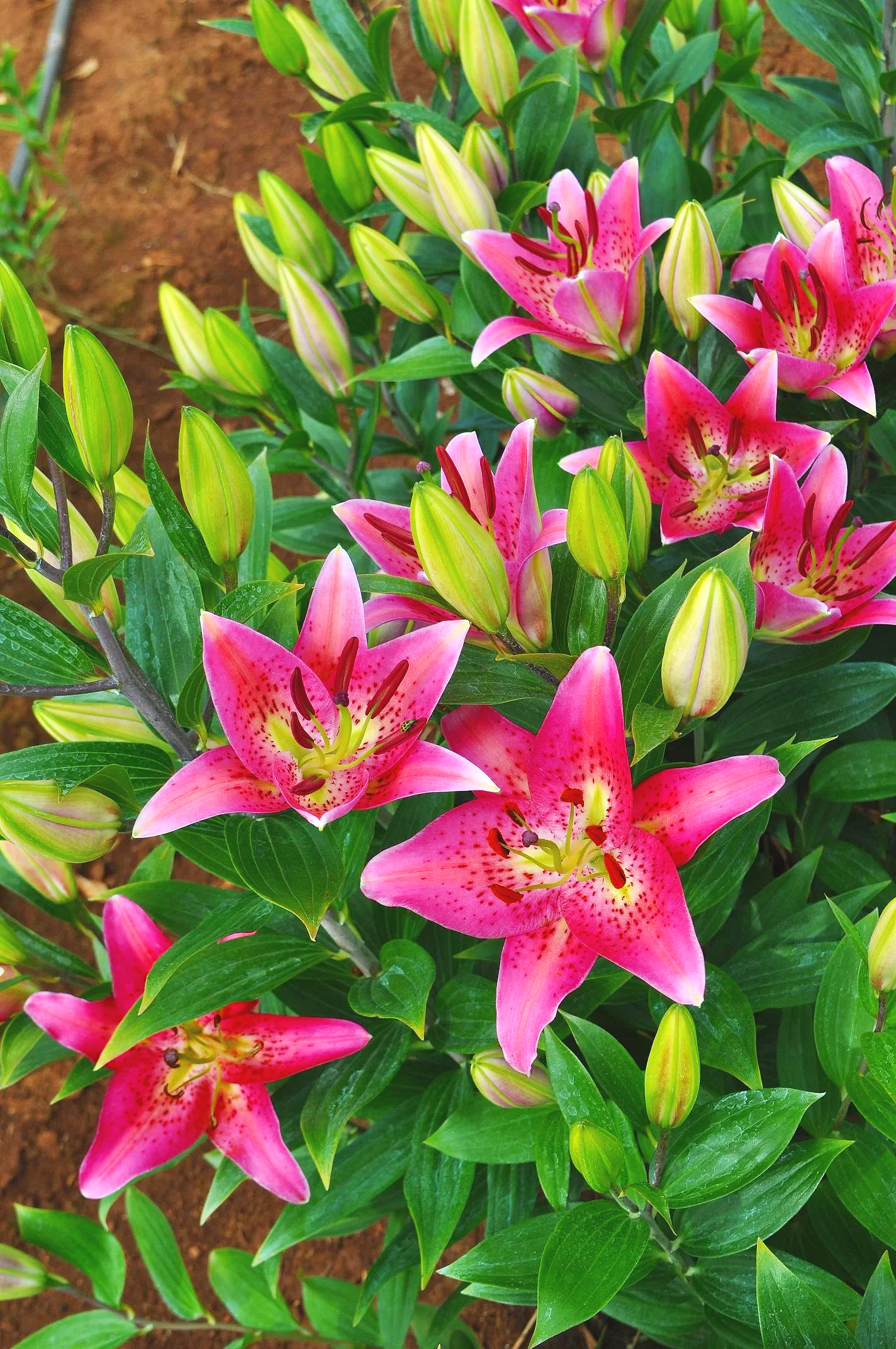 New! 'Brigitte' (Mak-Leek) — The Lily Garden
